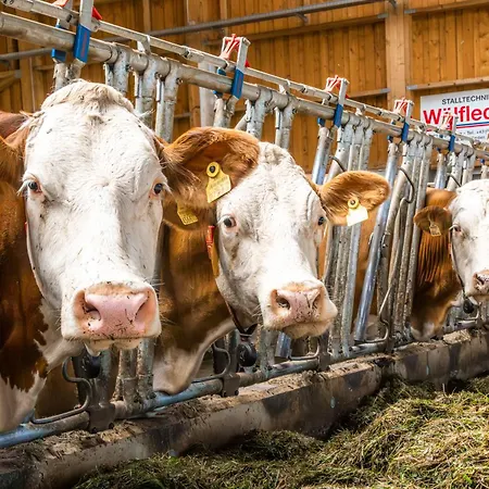 Klinglerbauer דירה *