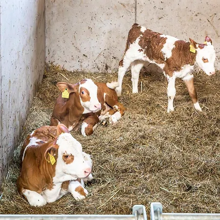 Klinglerbauer דירה *