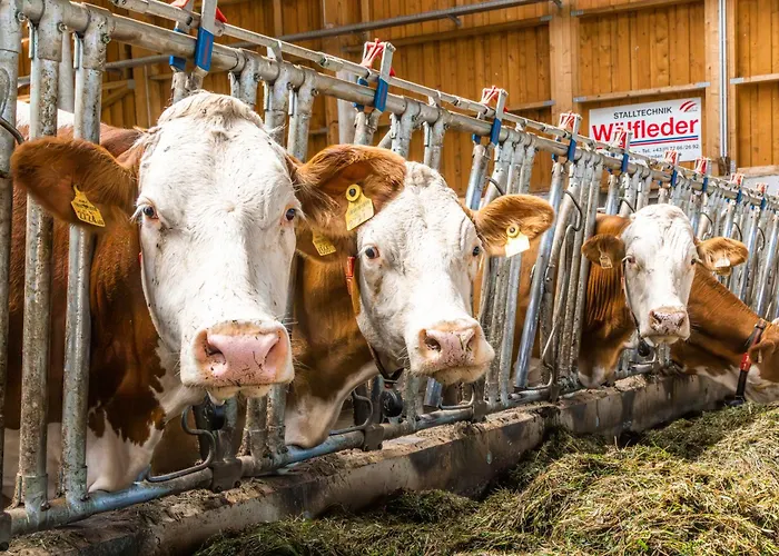 Klinglerbauer Lejlighed *